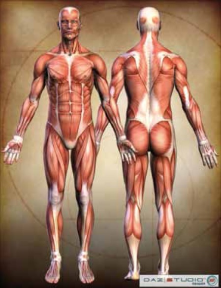 I muscoli assiali, cioè vicini all’asse del corpo, comprendono i muscoli della testa, del collo, del torace e dell’addome.
